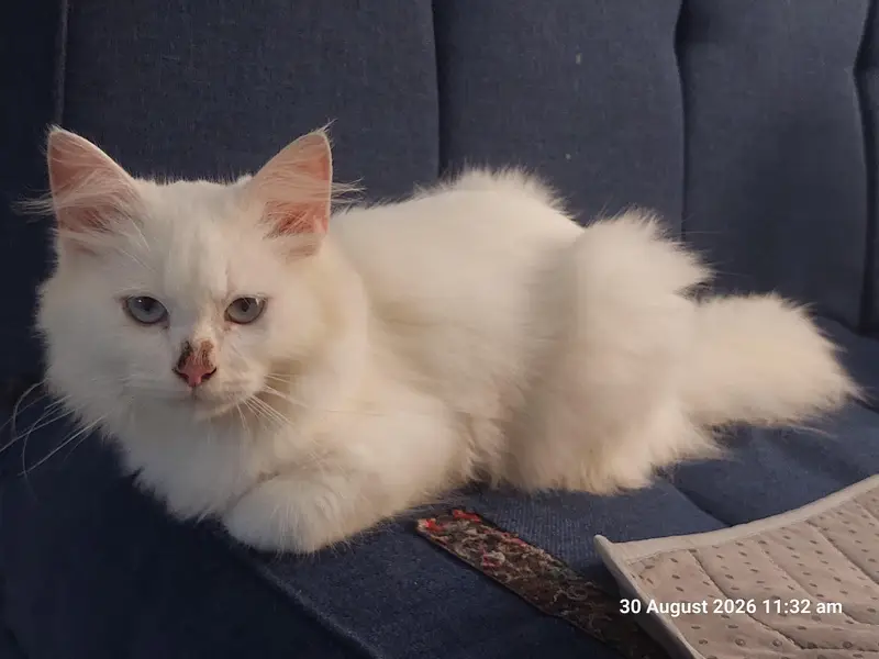 Persian kittens pair (male,female) — photo 3