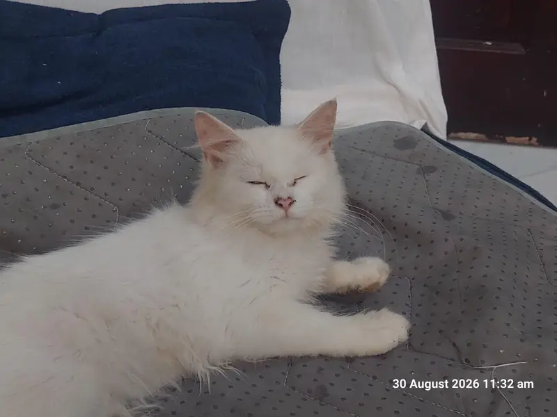 Persian kittens pair (male,female) — photo 4