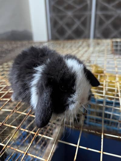 Holland lop bunys