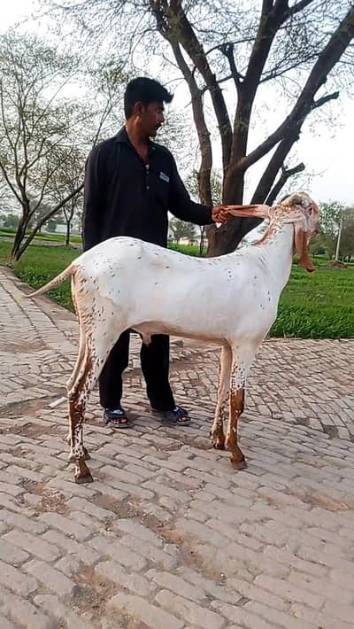 Makkah Chini Bakra Urgent For Sale _ 03259597057