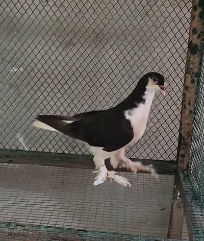Shirazi male 0 kali  3044349027