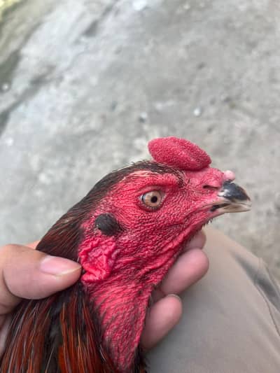 Thai Aseel | Panus Aseel Imported | Thai + burmi cross