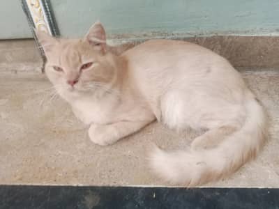 Persian cat for sale