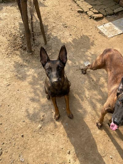 belgium malinois pair