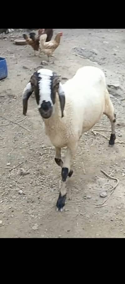 mundara  | chatra | sheep for sale | Dumba for sale