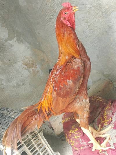 aseel sindhi murga