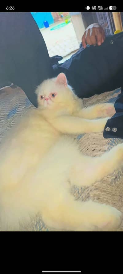 All Cats