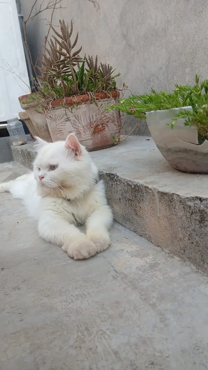 All Cats — photo 7
