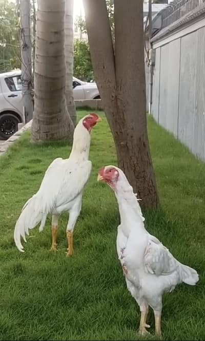 White King Shamo Chicks