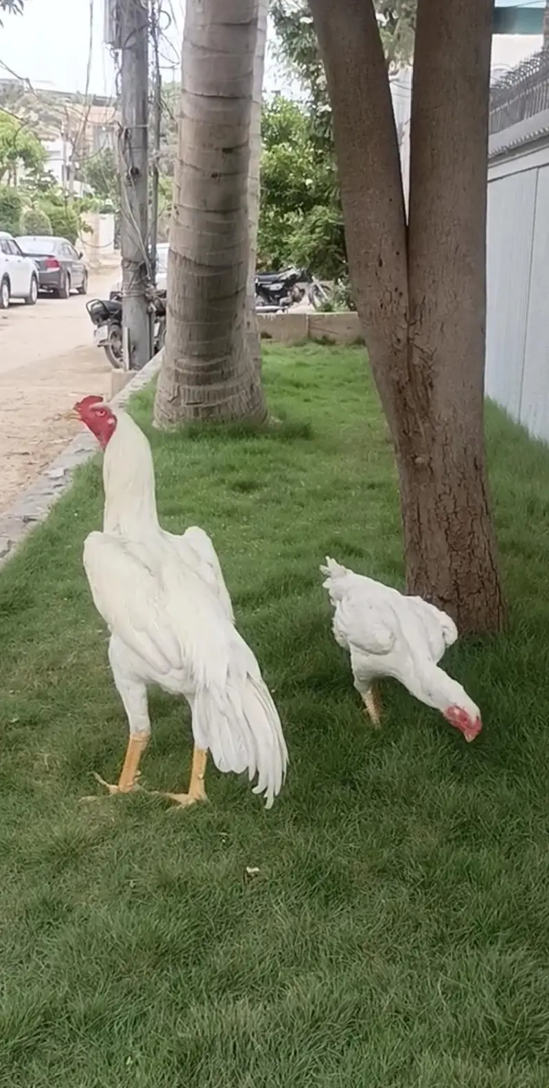 White King Shamo Chicks — photo 2