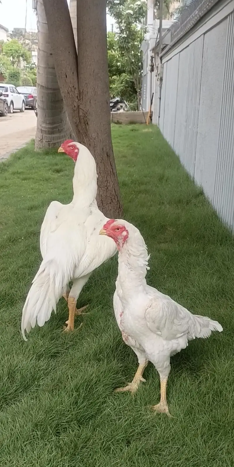 White King Shamo Chicks — photo 3