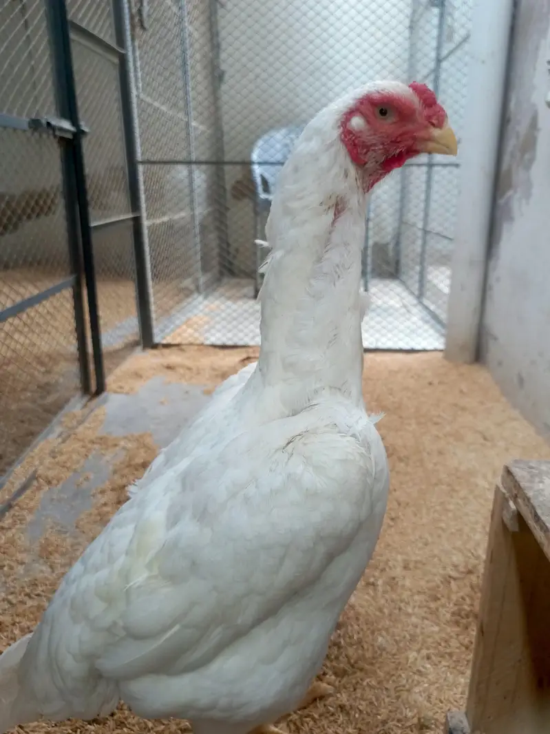 White King Shamo Chicks — photo 4