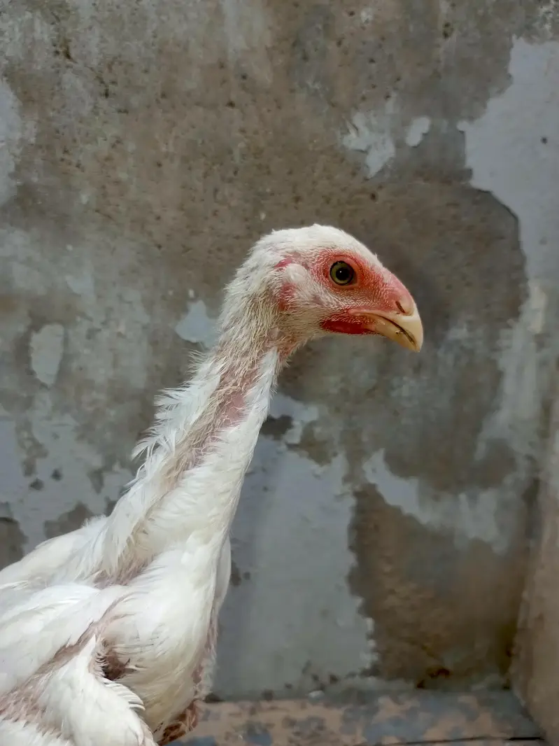 White King Shamo Chicks — photo 5
