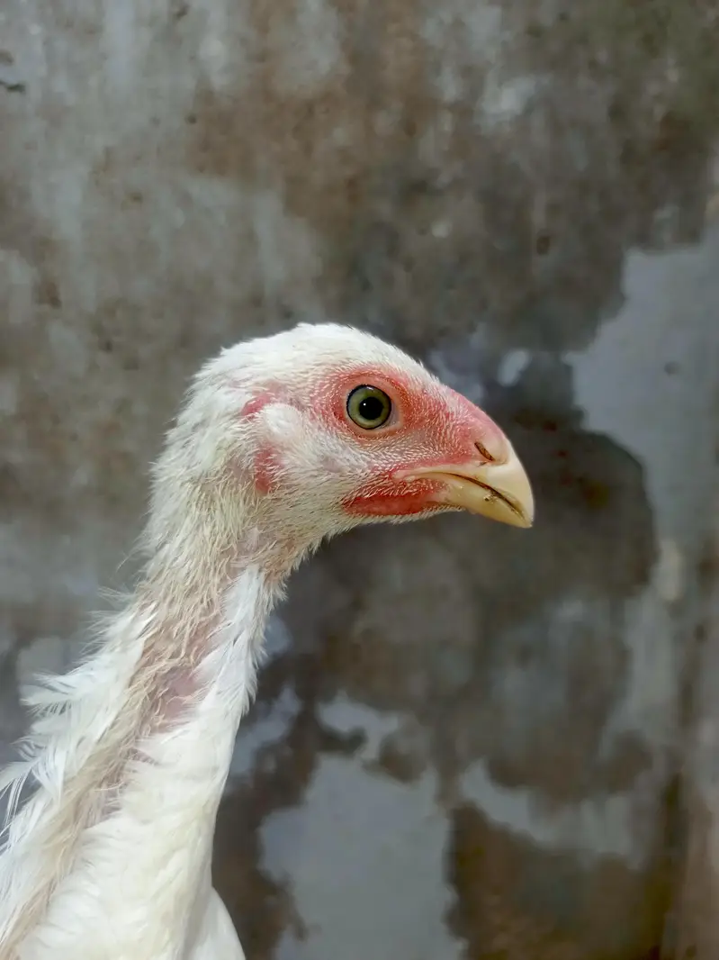 White King Shamo Chicks — photo 6