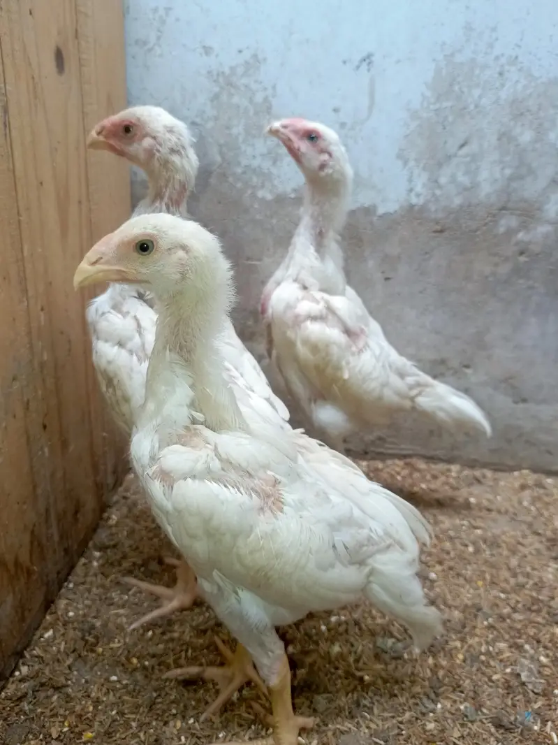 White King Shamo Chicks — photo 7