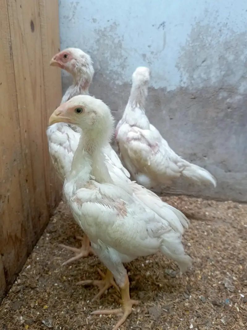 White King Shamo Chicks — photo 8