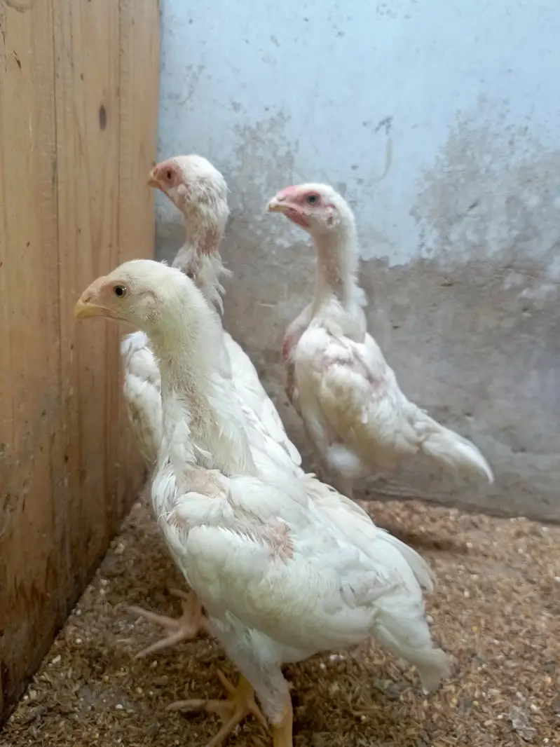 White King Shamo Chicks — photo 9