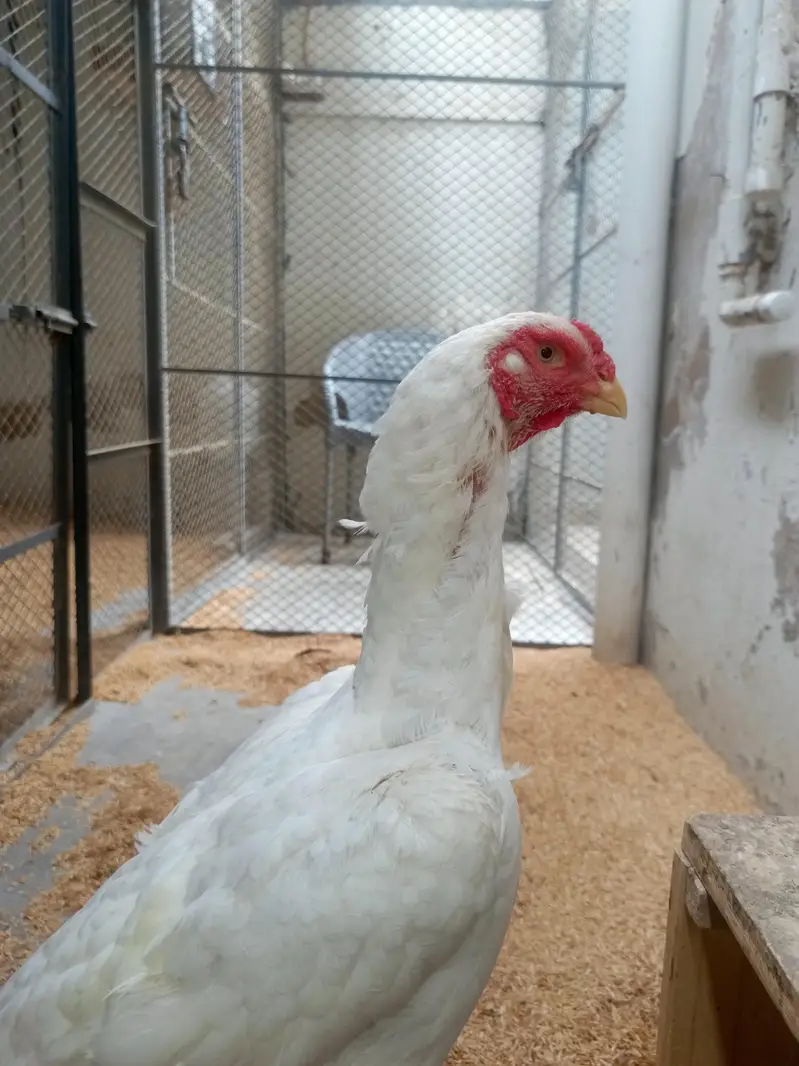 White King Shamo Chicks — photo 10