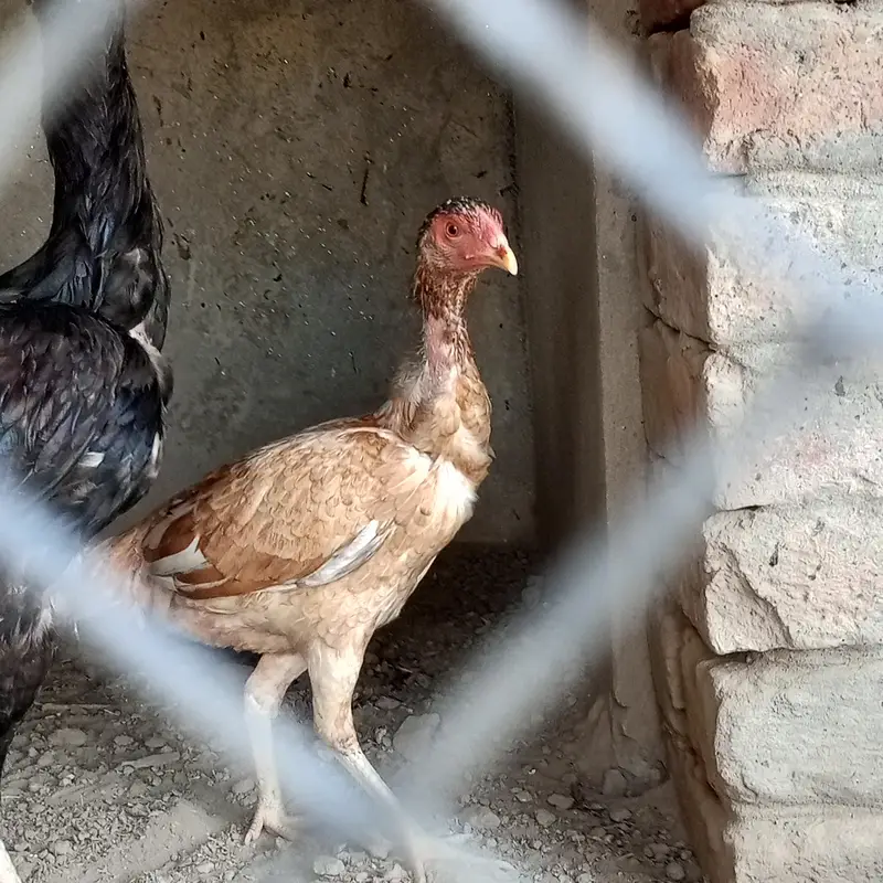 best pair hai ghar ke pale hue hain — photo 2