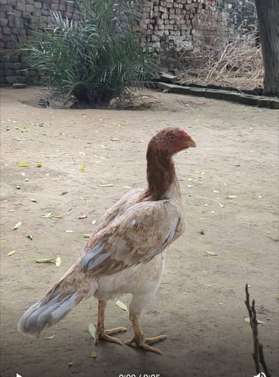 Best Quality Aseel hen for sale