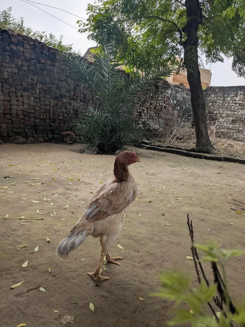 Best Quality Aseel hen for sale — photo 2