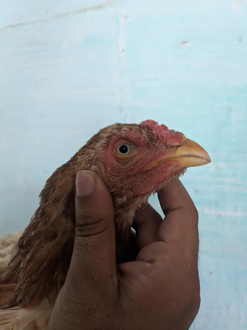 Best Quality Aseel hen for sale — photo 3