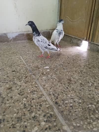 teddy female 35 number male for sale