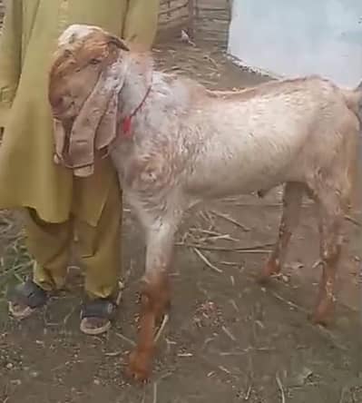 Makka Cheena Breeder ,kheera