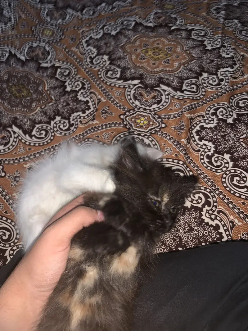 Persian Male and Females Kittens for sale — photo 3