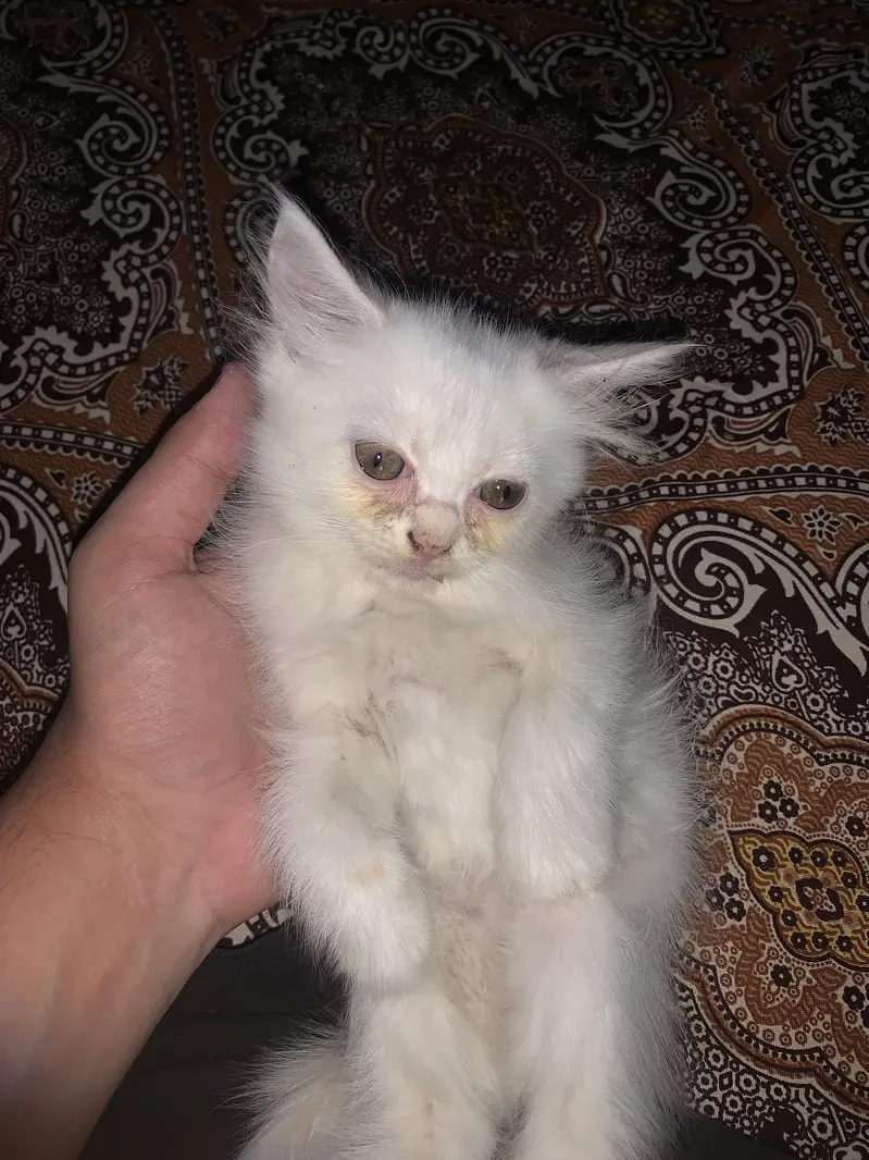 Persian Male and Females Kittens for sale — photo 2