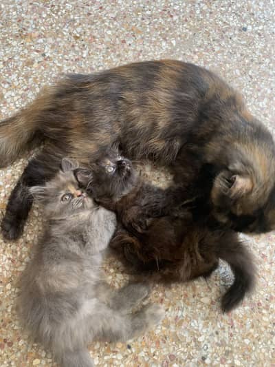 Persian Male and Females Kittens for sale
