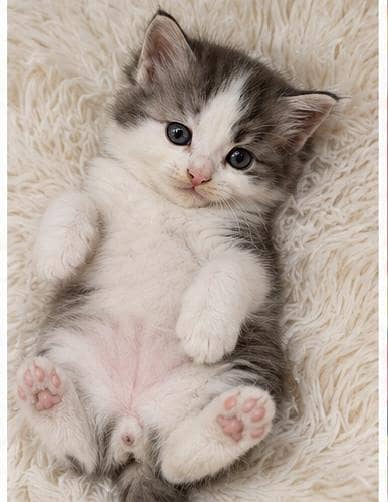 Persian cat Triple coated for sale