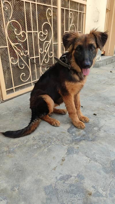 German shepherd long coat