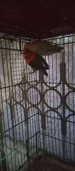 breeder pair for sale parblue opline pf female to green opline/pf