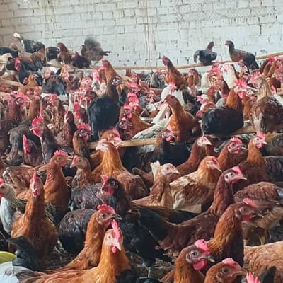 Golden Misri Breeder Roosters & Hens