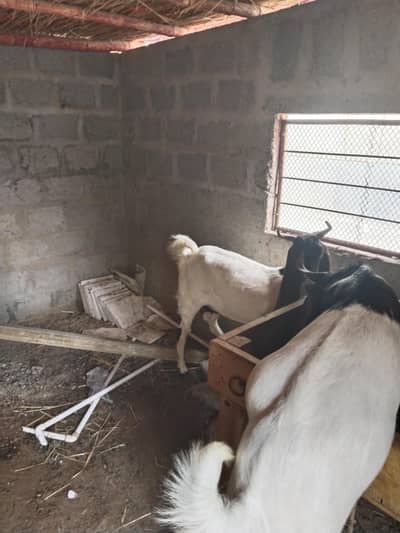 Pateri Bakra and Bakri