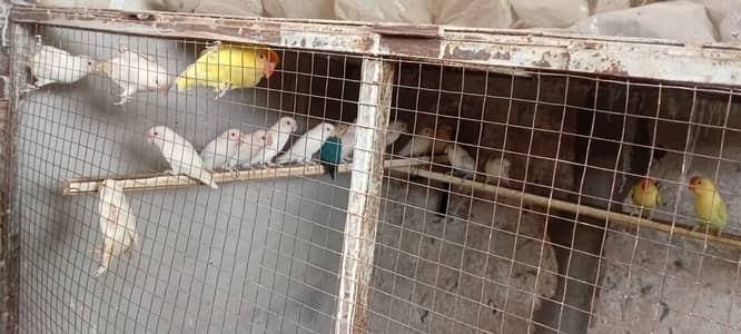 Love Birds and cages
