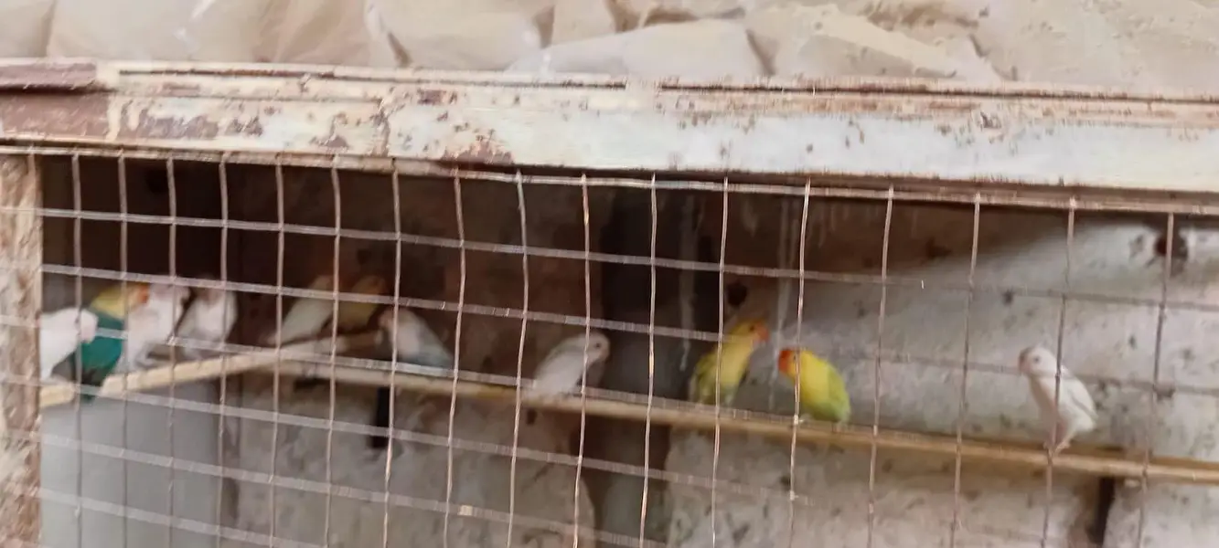 Love Birds and cages — photo 2