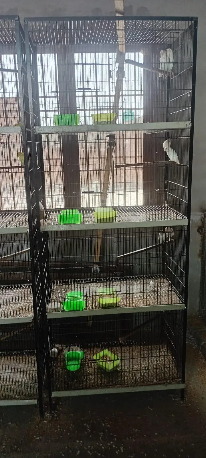 Love Birds and cages — photo 3
