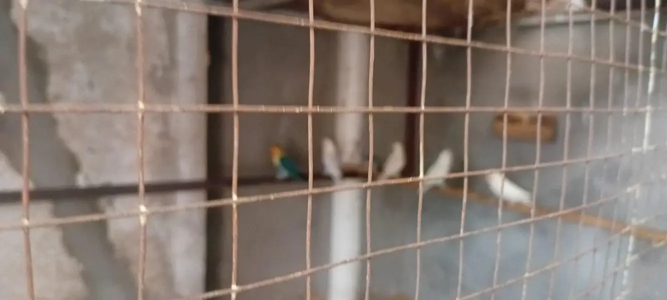 Love Birds and cages — photo 4