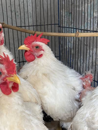 White bantam