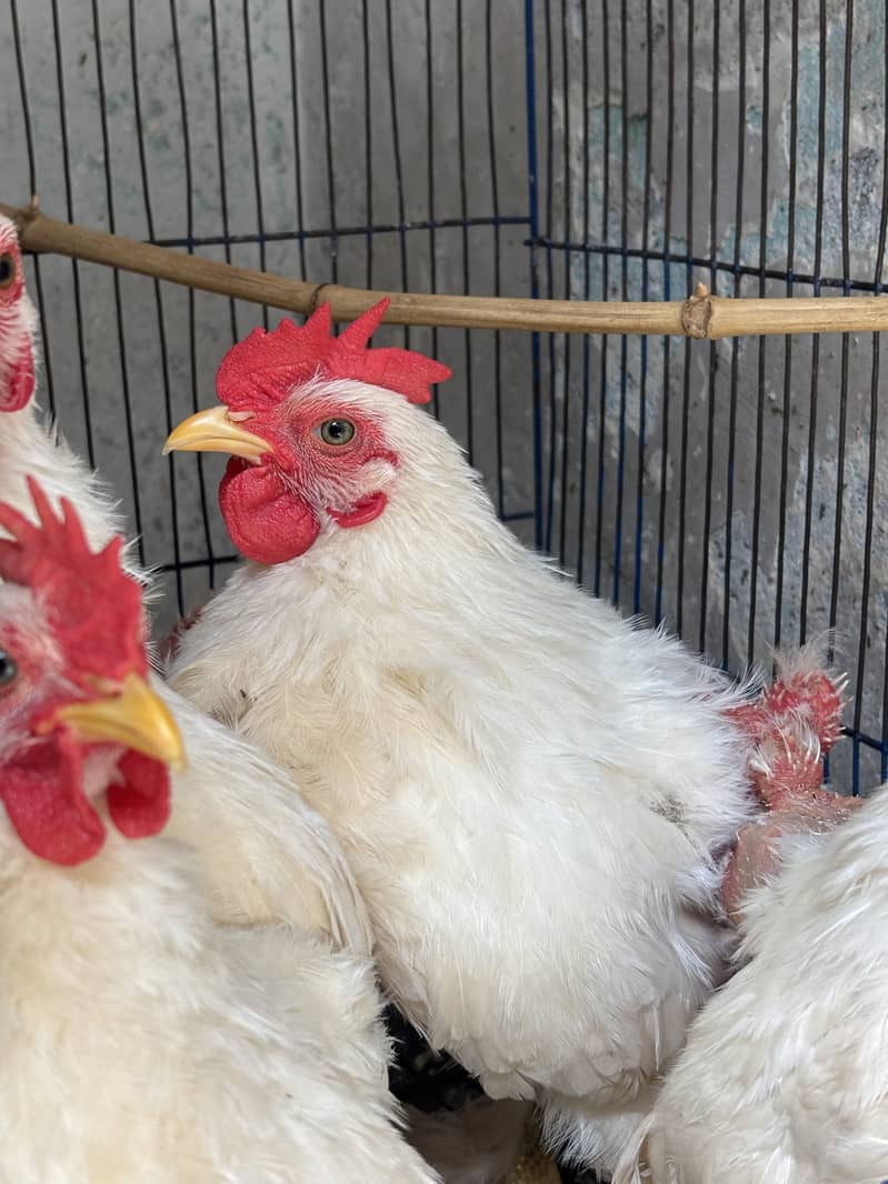 White bantam 0