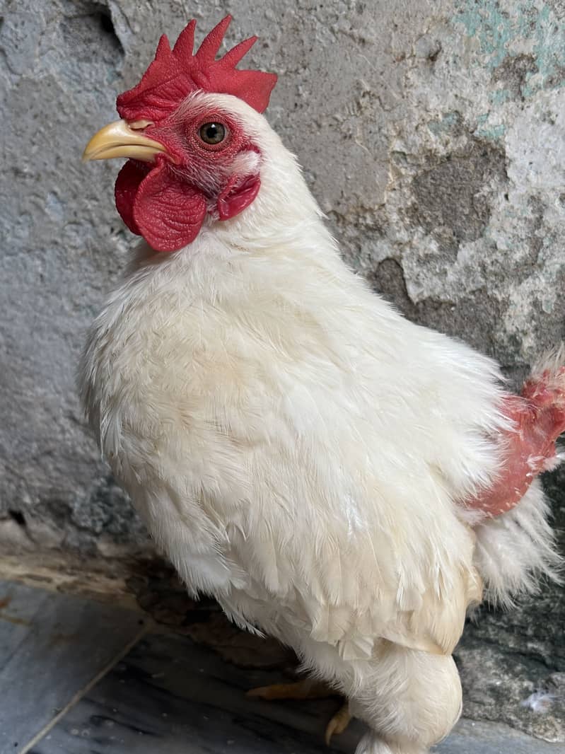 White bantam 1