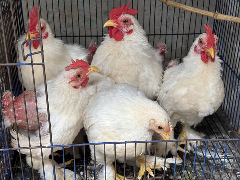 White bantam 2