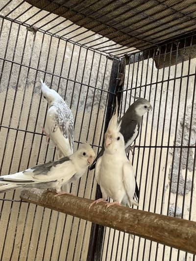 100% breader pair red eye and black aye