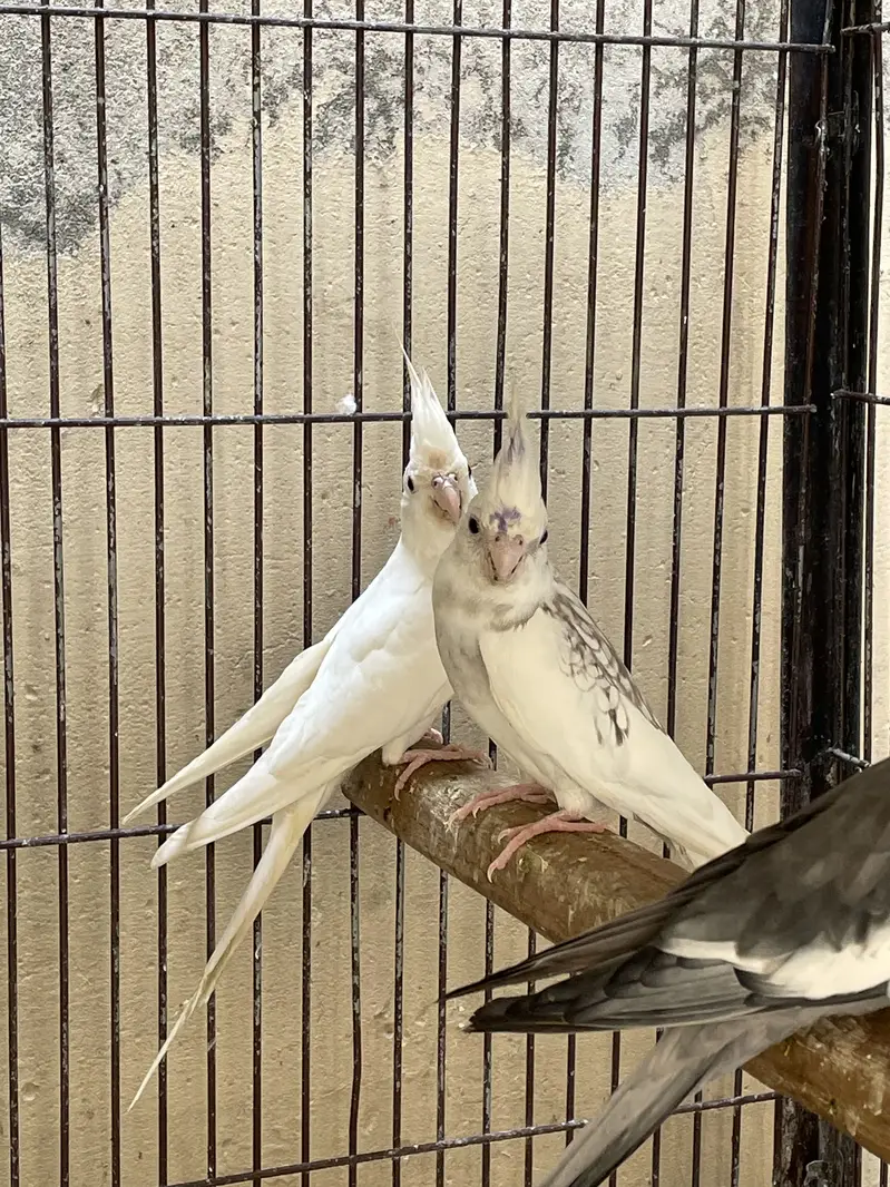 100% breader pair red eye and black aye — photo 4