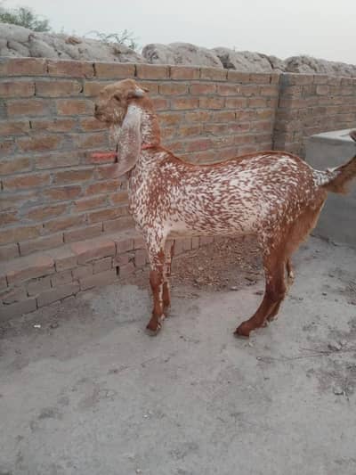 desi Bakra for sale