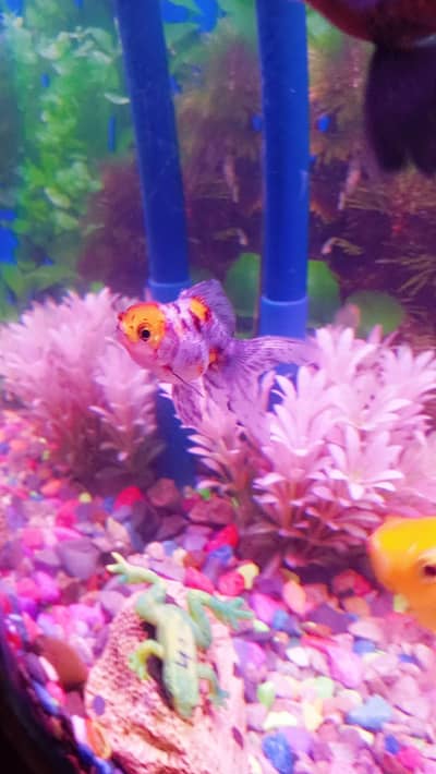 Goldfish