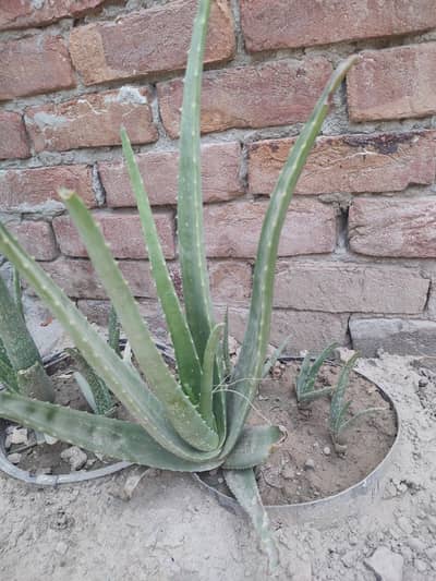 aloe vera