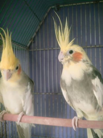 cocktail pair for salel